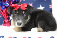 Dahlia , a male Siberian Husky and Miniature Aussiedoodle for sale in Trenton, MO – 6 of 7