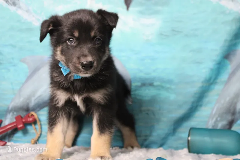 Bergamont  – Siberian Husky, Miniature Aussiedoodle puppy for sale in Trenton, MO