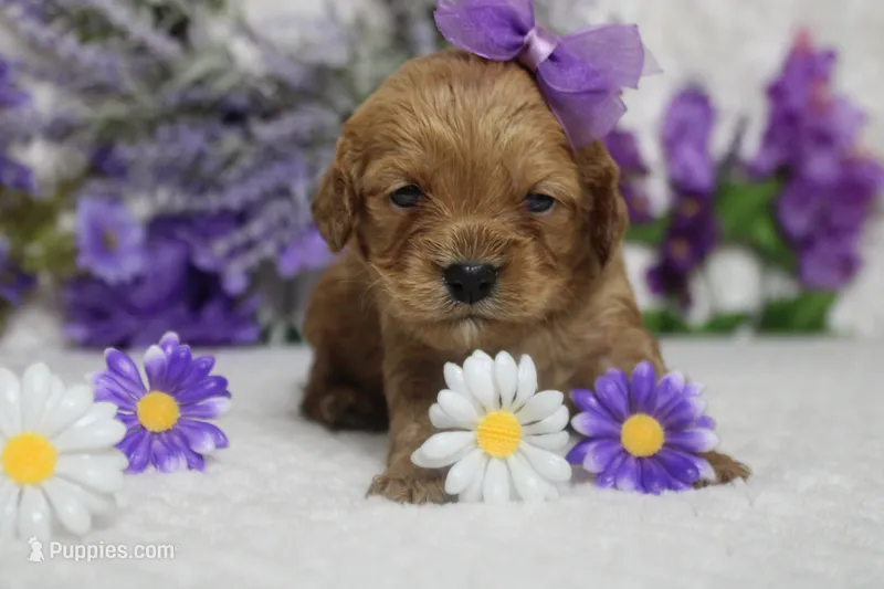 Carrie – Cockapoo puppy for sale in Trenton, MO