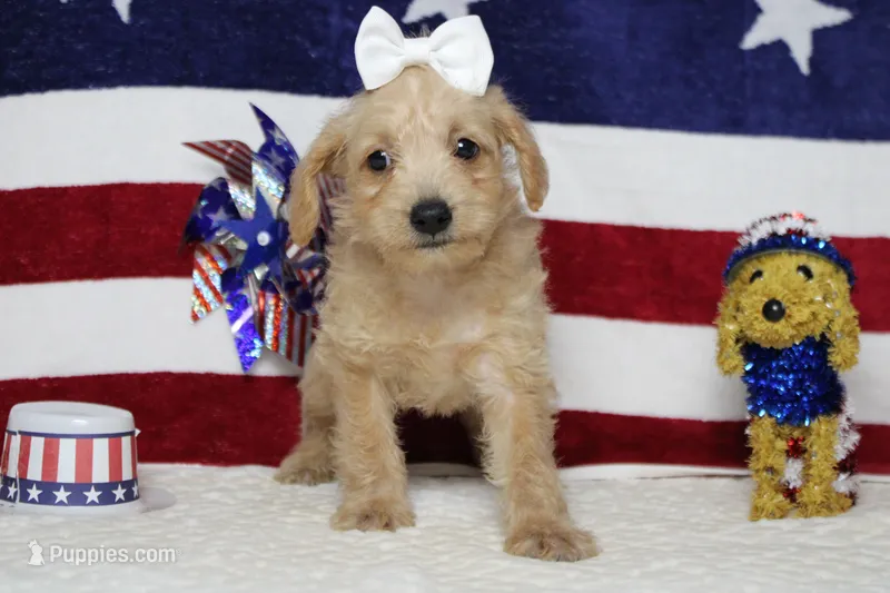 Sherry  – Schnoodle puppy for sale in Trenton, MO