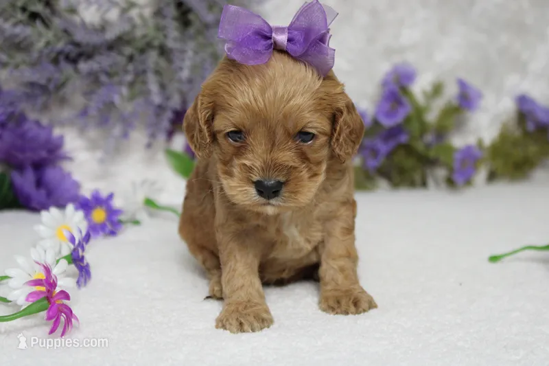 Carrie – Cockapoo puppy for sale in Trenton, MO