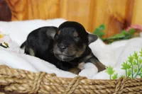 Darling , a female Yorkipoo for sale in Trenton, MO – 7 of 10