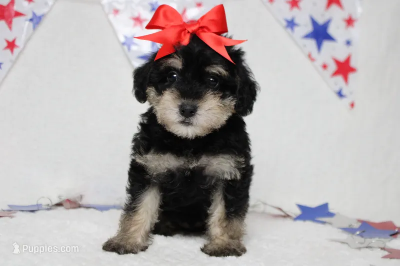Cabernet  – Schnoodle puppy for sale in Trenton, MO
