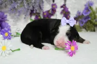 Maggie , a female Bernese Mountain Dog for sale in Trenton, MO – 8 of 9
