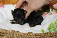 Pedro, a male Yorkipoo for sale in Trenton, MO – 4 of 10