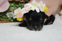Darling , a female Yorkipoo for sale in Trenton, MO – 9 of 10
