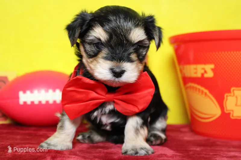 Hansel  – Morkie puppy for sale in Trenton, MO