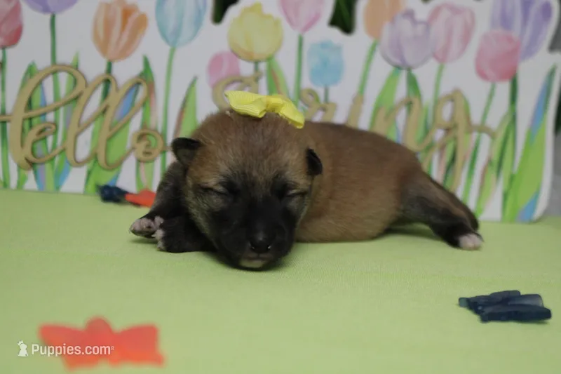 Cyndi  – Shiba Inu puppy for sale in Trenton, MO