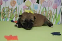 Cyndi , a female Shiba Inu for sale in Trenton, MO – Photo 1 of 7