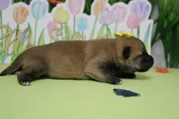 Cyndi , a female Shiba Inu for sale in Trenton, MO – Photo 7 of 7