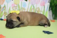 Cyndi , a female Shiba Inu for sale in Trenton, MO – Photo 6 of 7