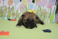 Cyndi , a female Shiba Inu for sale in Trenton, MO – Photo 4 of 7