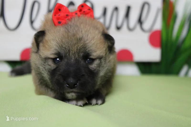 Cyndi  – Shiba Inu puppy for sale in Trenton, MO