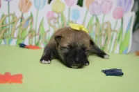 Cyndi , a female Shiba Inu for sale in Trenton, MO – Photo 3 of 7