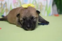 Cyndi , a female Shiba Inu for sale in Trenton, MO – Photo 5 of 7