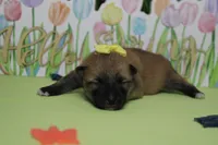 Cyndi , a female Shiba Inu for sale in Trenton, MO – Photo 2 of 7