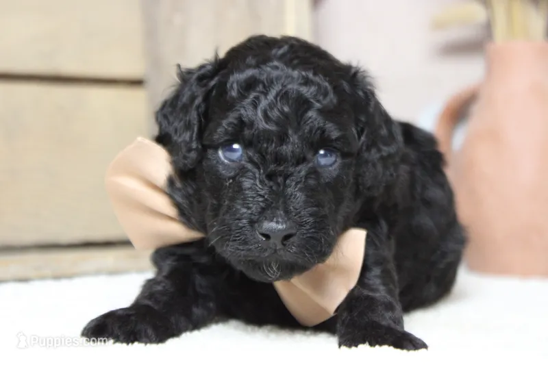 Dave  – Poodle - Toy  puppy for sale in Trenton, MO