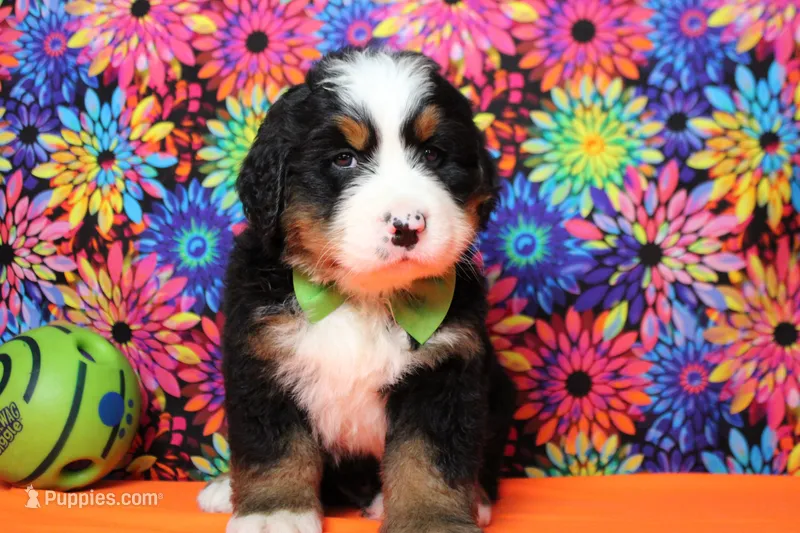 Murphy  – Bernese Mountain Dog puppy for sale in Trenton, MO