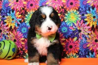 Murphy , a male Bernese Mountain Dog for sale in Trenton, MO – 1 of 8