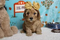 Katie, a female Cockapoo for sale in Trenton, MO – 1 of 8