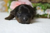 Lady , a female Yorkipoo for sale in Trenton, MO – 8 of 10