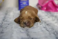 Maddie, a female Cockapoo for sale in Trenton, MO – 4 of 6