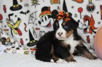 Lacy , a female Bernese Mountain Dog for sale in Trenton, MO – 5 of 9