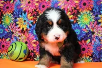 Murphy , a male Bernese Mountain Dog for sale in Trenton, MO – 5 of 8