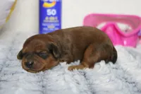 Lee, a male Cavapoo for sale in Trenton, MO – 3 of 6