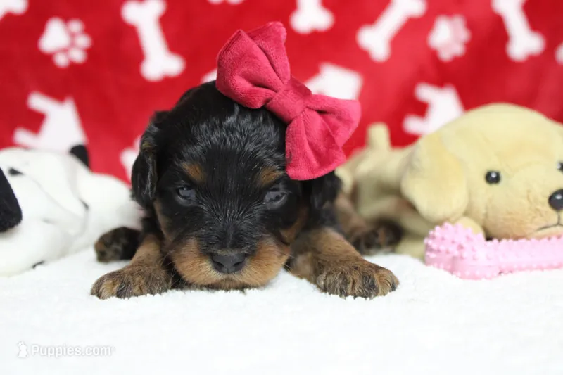 Logan – Cavapoo puppy for sale in Trenton, MO