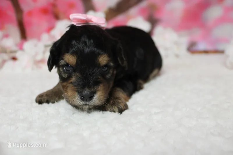 Darling  – Yorkipoo puppy for sale in Trenton, MO