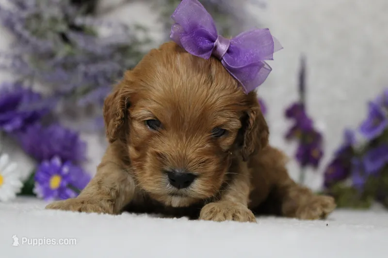 Katie – Cockapoo puppy for sale in Trenton, MO