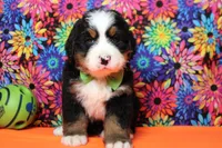 Murphy , a male Bernese Mountain Dog for sale in Trenton, MO – 2 of 8