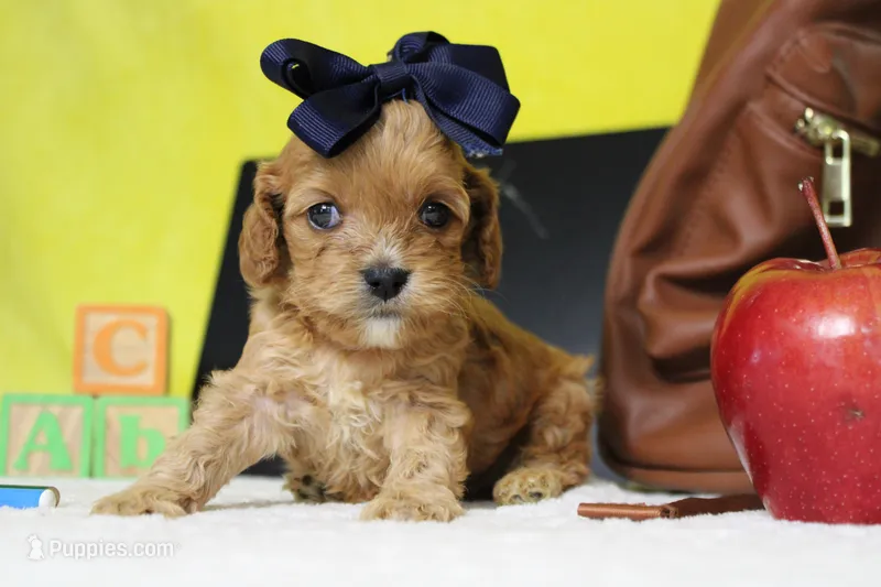 Maddie – Cockapoo puppy for sale in Trenton, MO