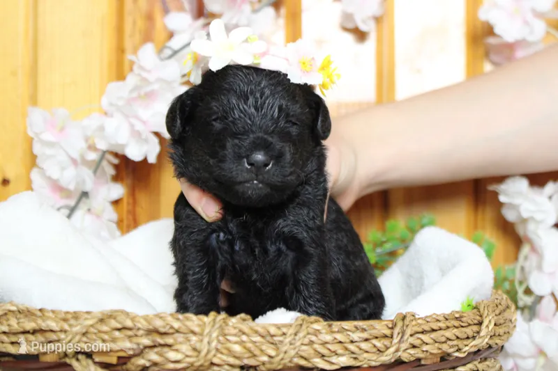 Cabernet  – Schnoodle puppy for sale in Trenton, MO