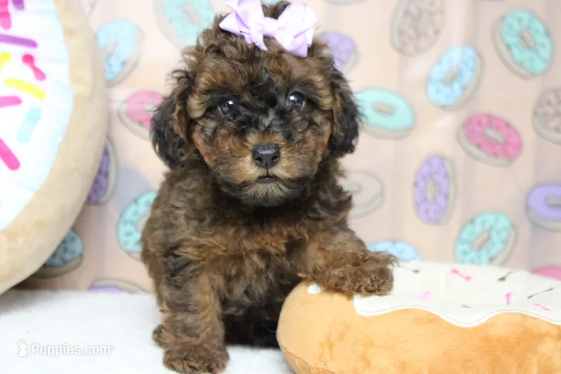 Ella  – Cavapoo puppy for sale in Trenton, MO