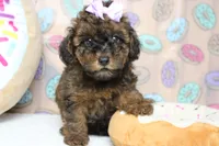 Ella , a female Cavapoo for sale in Trenton, MO – 1 of 6