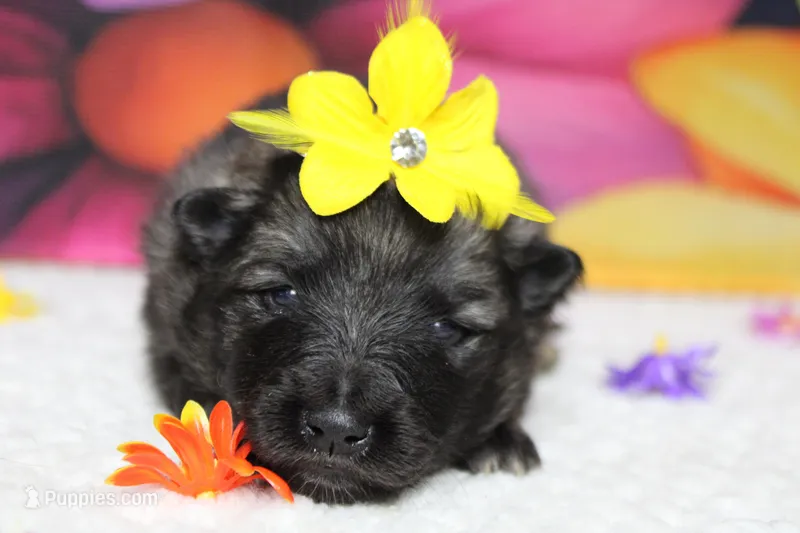 Thelma  – Keeshond puppy for sale in Trenton, MO
