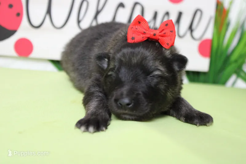 Thelma  – Keeshond puppy for sale in Trenton, MO