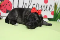 Thelma , a female Keeshond for sale in Trenton, MO – Photo 7 of 7