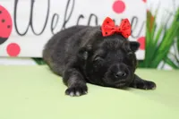 Thelma , a female Keeshond for sale in Trenton, MO – Photo 3 of 7