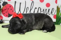 Thelma , a female Keeshond for sale in Trenton, MO – Photo 6 of 7