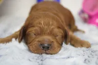 Natalie, a female Cockapoo for sale in Trenton, MO – 2 of 10