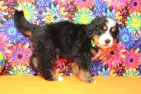 Heim , a male Bernese Mountain Dog for sale in Trenton, MO – 6 of 8