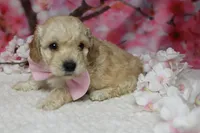 Theodore, a male Poodle - Toy  for sale in Trenton, MO – 6 of 9