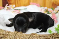 Toughy , a male Yorkipoo for sale in Trenton, MO – 4 of 8
