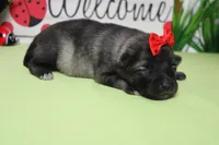 Louise , a female Keeshond for sale in Trenton, MO – Photo 6 of 6