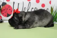 Louise , a female Keeshond for sale in Trenton, MO – Photo 3 of 6