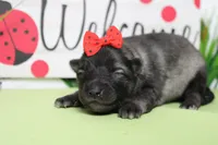 Louise , a female Keeshond for sale in Trenton, MO – Photo 4 of 6