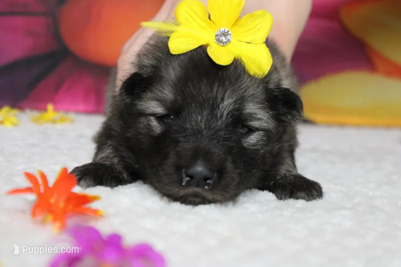 Louise  – Keeshond puppy for sale in Trenton, MO